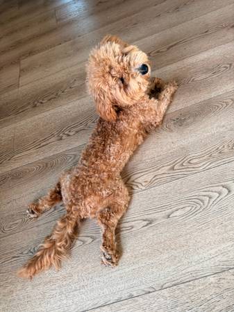 cavapoo puppy 1
