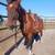 Warmblood/DHH horse 8 thumbnail