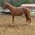 Filly 2 thumbnail