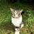 Sweet handsome tomcat 1 thumbnail