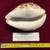 Seashells, Huge Tiger Cowries 13 thumbnail