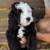 beautiful Bernedoodle puppies 6 thumbnail