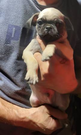 Cutesie pug bundles (Olympia)64278786328577121