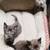 Kittens 1 thumbnail