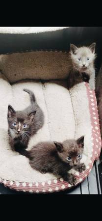 Kittens 1