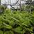Australian Tree Fern 10 thumbnail