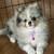 PomeraniaN Puppy 1 thumbnail