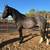 Blue Roan Mustang - Gelding - Horse 2 thumbnail