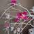 Orchid Crystal Tree 6 thumbnail