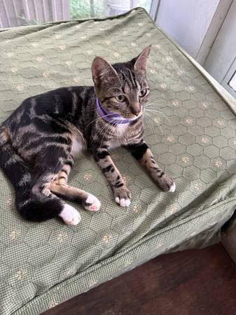 Lost kitten and cat (Ocala)532973053921218564