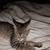 3 kittens 2 thumbnail