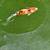 Koi 1 thumbnail