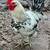 Roosters 7 thumbnail