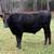 100% Fullblood Wagyu Steer 1 thumbnail