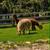4 Alpacas 3 thumbnail