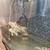 Koi fish 10 thumbnail