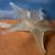 Frosted Glass Horizontal Lily Shape Bud Vase 1 thumbnail
