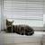 Bangel Kitties 1 thumbnail