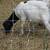 Wethers 3 thumbnail
