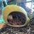 Leopard gecko URGENTLY REHOMING 12 thumbnail