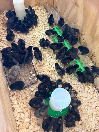 Olive Egger chicks 1