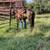 2yo stud colt 3 thumbnail