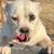 Dogs Need New Yard 2 thumbnail