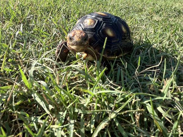 Red Foot Tortoise63976604412034123