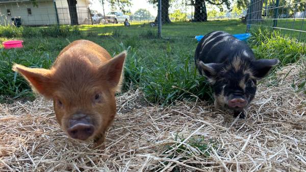 KuneKune Piglets 1