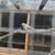 Ringneck bird 5 thumbnail