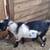 Nigerian Dwarf Babies 1 thumbnail