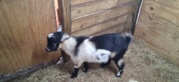 Nigerian Dwarf Babies 1