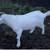 Billy goat 2 thumbnail