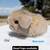 Baby dwarf lop bunnies, bunny, rabbits 24 thumbnail