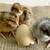 2 Week Old Pullet Chicks 3 thumbnail