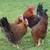 Lots of Chicken Breeds to choose from Now Taking Pre-order Now Taking 19 thumbnail