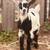 Nigerian Dwarf Goats, 4 bucks 1 doe, together or individual 6 thumbnail