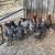 Chickens, Laying Hens and Pullets 4 thumbnail