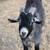 Male Goat 2 thumbnail