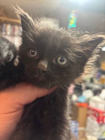 Two kittens63697509187457120