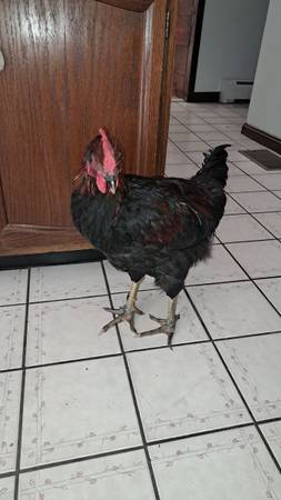 Gallo grande necesita hogar (Andover)63700641374467121