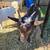 Rehoming 2 pygmy goats 4 thumbnail