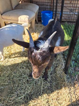 Reubicación de 2 cabras enanas (Valley Center)63841744830211123
