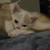 Male Kitten 1 thumbnail