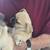 Chug Puppies Chihuahua/Pug Mix 5 thumbnail