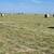 Montgomery Farms 2024 - 10% grass rounds - 2024 1 thumbnail