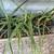 Aloe Vera plants 1 thumbnail