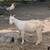goats 3 thumbnail