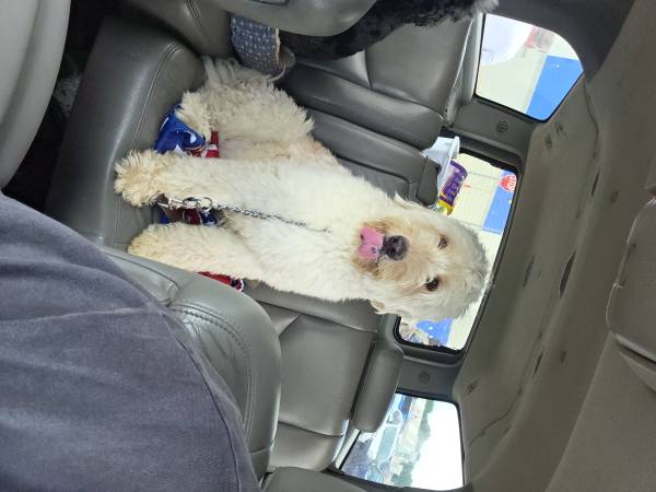 Labrodoodle macho (Decatur)522034813066301441