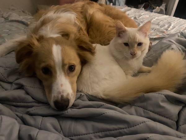 Missing male flame point Siamese in Kelso539728115297177602